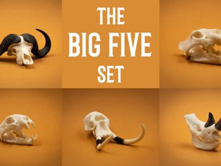 Skullies - Resin - The Big 5 Collection